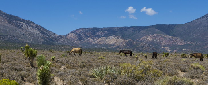 Horses in Las Vegas field