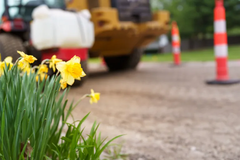 A low angle view of yellow daffodil flowers in front of large tractor construction equipment and safety traffic cones. The residential street is under repair.